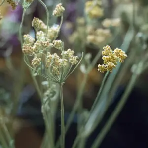 Pastinakenblüte