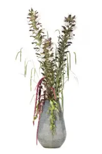Vase mit Stacheligem Bärenklau, Hängesegge und Fuchsschwanz