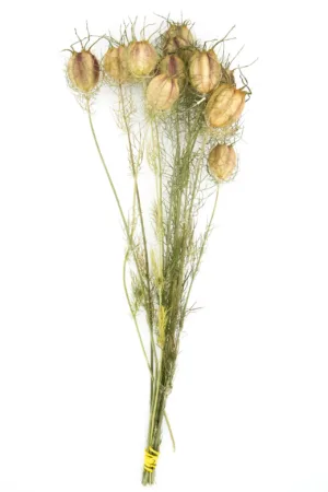 Nigella - Jungfer in Grün