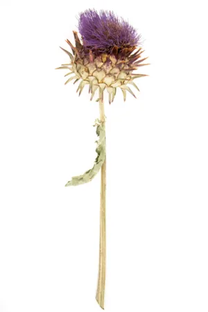 Artischocke, blaue Blüte