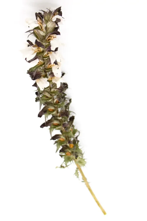 Stacheliger Bärenklau