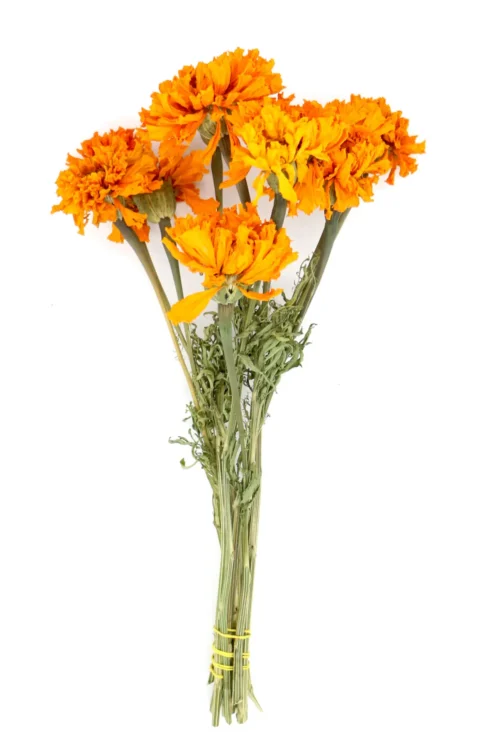 Tagetes