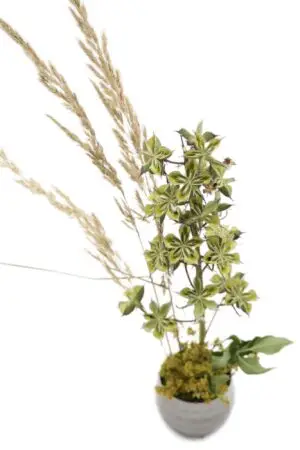 Mini-Gesteck mit Sternenpflanze